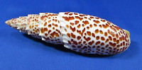 Mitra papalis
